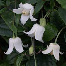 Buy clematis urophylla 'winter beauty' clematis (group 1): Clematis Urophylla Winter Beauty J Parker Dutch Bulbs