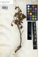 Image result for Hypericum revolutum