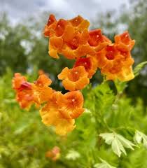 Image result for Tecoma fulva