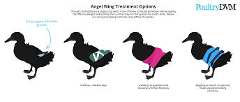 How To Fix Angel Wing In Ducks Backyard Ducks Duck Pet Hacks
