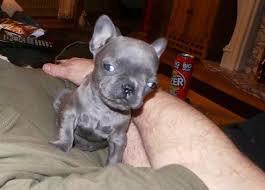She has a tender, light and sweet vibe to her that makes you never want to leave her. Teacup Kc Reg Blue French Bulldog Girl Leeds West Yorkshire Pets4homes