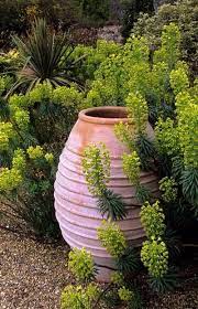 Plants Are The Strangest People Euphorbia Wulfenii Great Gardens Ideas Mediterranean Garden Plants Dry Garden