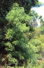 Image result for Crateva