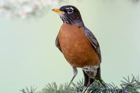 Birds That Sing At Night In Florida 12 Familiar Birds That Sing At Night Birds Singing Night