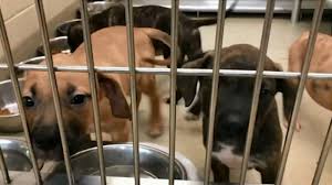October 16, 2016 12:00 p.m. Wake County Offering Valentine S Day Pet Adoption Special Abc11 Raleigh Durham