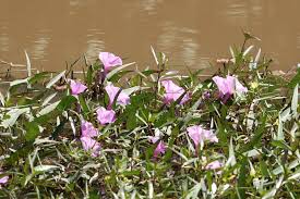 Image result for Ipomoea tenuipes