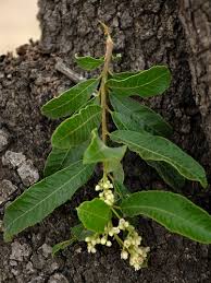 Image result for Ozoroa