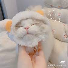 Sign in to leave a comment. ðš–ðš˜ðš˜ðš— ðš›ðšžðšŠðš›ðšžðšŠ Cute Cats And Kittens Cute Little Animals Baby Cats