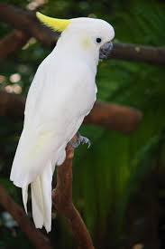 Dec 26, 2006 · 1,759 satisfied customers. Yellow Crested Cockatoo Wikipedia