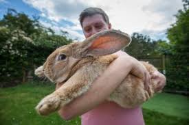 If one came hopping along, you might at first glance mistake it for a dog. World S Largest Rabbit Missing Presumed Stolen Live Science