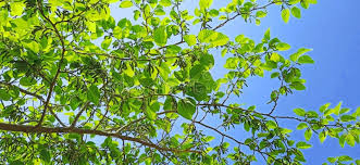 Image result for Morus indica