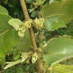 Image result for Erianthemum dregei