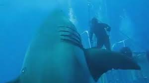 Meet Deep Blue Possibly The Largest Great White Shark