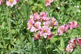 Alstroemerias How To Grow Care For The Peruvian Lily Trees Com Peruvian Lilies Alstroemeria Plants Alstroemeria