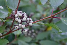 Image result for Sericorema sericea