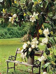 Southern White Magnolia Tree Magnolia Trees Southern Magnolia Tree Beautiful Flowers Garden