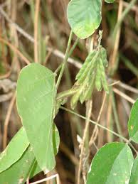 Image result for Neonotonia wightii