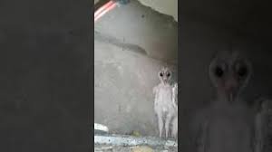 Maybe you would like to learn more about one of these? Video Aliens That Were Caught On Camera In Vishakhapatnam Turn Out To Be Young Barn Owls