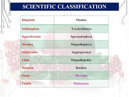 Image result for Punicaceae