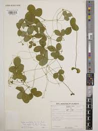 Image result for Vigna vexillata