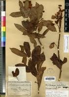 Image result for Acridocarpus natalitius