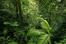Check spelling or type a new query. Dense Tropical Rain Forest Costa Rica Matt Tilghman Photography Rainforest Pictures Tropical Rainforest Forest Plants