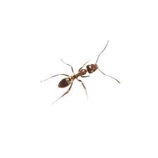 The hitmen termite & pest control. Argentine Ant Identification Behavior Hitmen Termite Pest Control