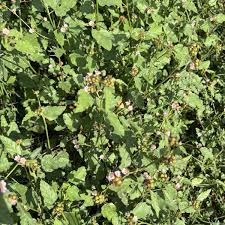 Image result for Melochia melissifolia