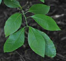 It takes the sweet gum tree 20 to 30 years to mature enough to produce its fruit. Sour Gum Tupelo Black Gum Yale Nature Walk