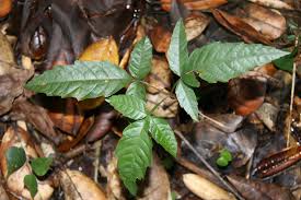 Image result for Paullinia pinnata