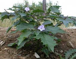 Image result for Tragus pedunculatus