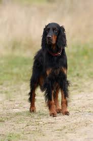 It is rare for a gordon setter to be wrong about a scent. Gordon Setter Hunting Cheap Buy Online
