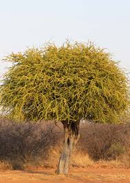 Image result for Pavetta catophylla