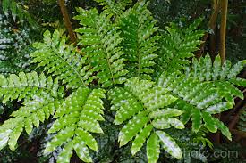 Image result for Ptisana