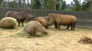 O zoo santo inácio é o maior e mais verde parque zoológico do norte do país. Chegada Rinoceronte Zoo Santo Inacio Gaia Porto Portugal Youtube