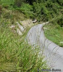 Image result for Phacelurus