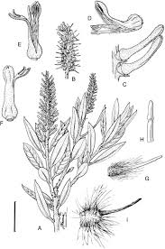 Image result for Faurea rochetiana