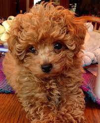 Poodle puppies for sale, we carry variety breed from toy to large breeds here. Animals On Instagram Tag Your Friends Puppy Poodle Unknown No Copyright Intended For Crediting Issues Email Poodle Puppy Toy Poodle Puppies Toy Poodle