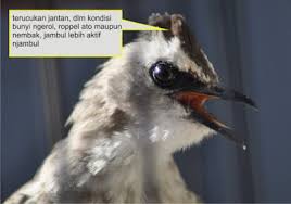 We did not find results for: Cara Jitu Membedakan Burung Trucukan Jantan Betina Omah Prenjak Official