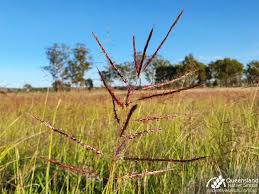 Image result for Bothriochloa bladhii