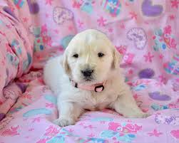 We did not find results for: Hd Wallpaper Golden Retriever Puppy Bitch Golden Miss Pink Pet Dog Canine Wallpaper Flare
