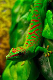 Juan Serra On Twitter Lizard Cute Animals Animals Beautiful