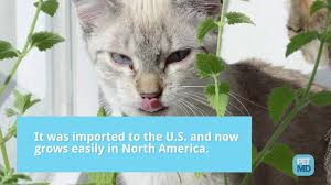 Whether in your yard or in your home, you'll want to keep certain plants and flowers away from your feline companions. What Is Catnip And What Does It Do To Cats Petmd