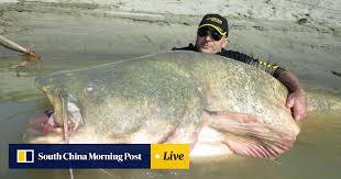 Catfish are among the most popular groups of fish with over 7 million catfish anglers nationwide. Nessie Is Probably A Giant Catfish Says Loch S Most Persistent Monster Hunter South China Morning Post
