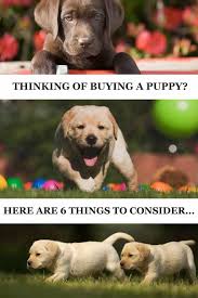 So now you can answer the question, how much does a puppy cost? 6 Things To Consider Before Buying A Labrador