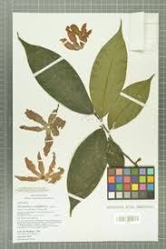 Image result for Hexalobus