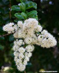 Image result for Galpinia transvaalica