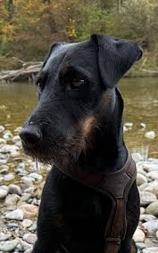 Image result for jagdteriér