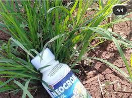 Bahkan rumput ini mampubertahan hidup di lahan yang tandus dalam musim kemarau sekalipunpertumbuhan daunnya menjadi minim. Herbisida Pada Tanaman Jagung Neocron Shopee Indonesia