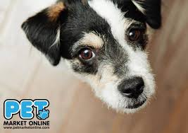 Pet stores located near me. Pet Market Online Home Facebook